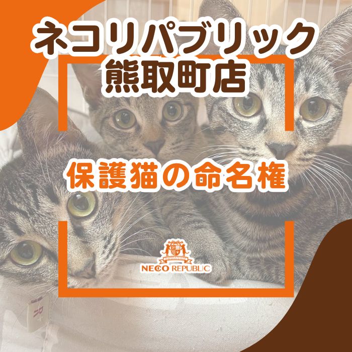 【ふるさと納税】保護猫の命名権（047_5007）