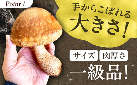 原木生椎茸 約1kg（8個〜10個）入り＜2025年1月～2月発送＞高槻市産 数量限定 期間限定　大阪府高槻市/高槻あぐり[AOCS001] [AOCS001]
