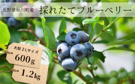 
            【先行予約】ブルーベリー  農家直送／2026年6月下旬頃から発送予定//南信州 国産 長野県産 フレッシュブルーベリー 大粒 甘い 人気 新鮮 厳選 贈答 KB01 KB02
          