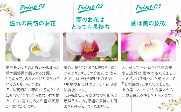 洋蘭 洋蘭ギフトS 鉢花 （高さ30～40cm） 【森水木のラン屋さん】 お祝い 誕生日 鉢植え 花 贈り物 ギフト 蘭
