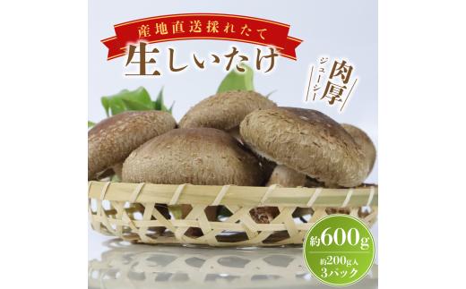 大きな生椎茸 600g 椎茸 しいたけ シイタケ きのこ 生椎茸 野菜 菌床栽培 肉厚 キノコ 新鮮 収穫直後  ステーキしいたけ ステーキ椎茸 国産 農薬不使用 食物繊維 ステーキ 富士山 湧水 箱根 静岡県 三島市