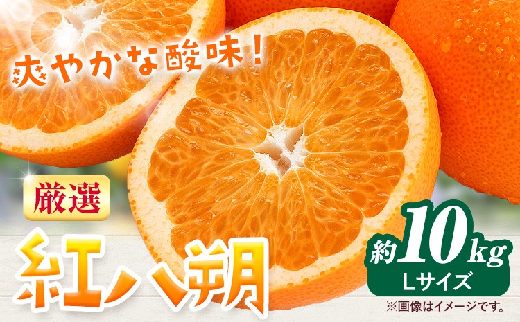 
                  みかん 紅八朔 厳選 Lサイズ 約10kg GOGO農園《2027年1月中旬-2月末旬頃出荷》 和歌山県 日高川町 はっさく みかん 柑橘 蜜柑 フルーツ 送料無料
                