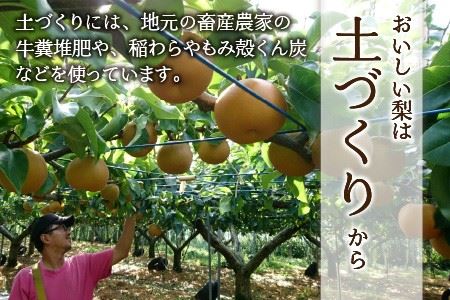 【先行予約】 木下農園のみくに梨 「新興梨」5kg（10～12玉）【2024年10月5日～10月20日発送予定】【A-12103】