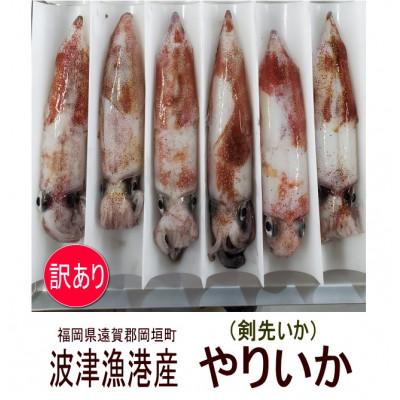 ふるさと納税 岡垣町 岡垣町波津漁港 お刺身用ヤリイカ(剣先イカ)3〜6杯で合計700g 【訳あり】(岡垣町)