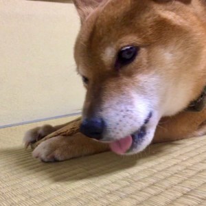 鹿の角（Ｌサイズ×2本）京都丹後産 ペット犬用おやつ ドッグガム