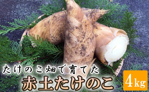 
            【先行受付】たけのこ畑で育てた赤土たけのこ 4kg予約 3月下旬発送
          