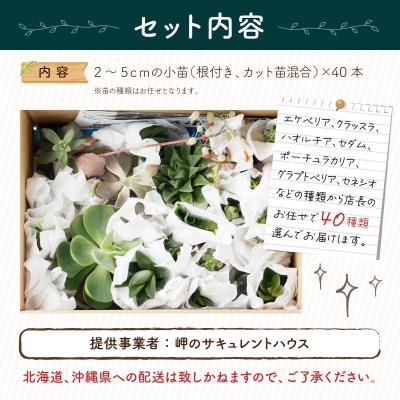 ふるさと納税 室戸市 多肉植物の小苗40本セット(40種類アソートセット)　多肉植物寄せ植え |  | 01
