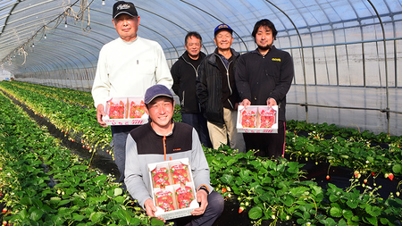 【2ヵ月 定期便】 完熟 いちご 定期便！ 4パック × 2回	合計 8パック （1P約260g）定期便 国産 いちご イチゴ 苺 果物 かおり野 とちおとめ やよいひめ フルーツ 茨城県産 KEK 