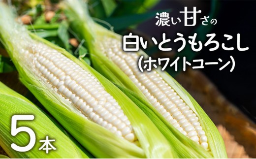 
                  朝採れ 濃い甘さの白いとうもろこし ホワイトコーン 5本 個包装 とうもろこし トウモロコシ コーン 白いとうもろこし 甘いとうもろこし 野菜 甘い 旬 淡路島 洲本市 [№5395-0545]
                