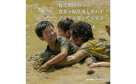 【定期便】新潟県佐渡産 令和7年産 【にこまる】 玄米 5kg×全5回