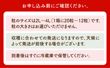 【先行予約】【1〜2月発送】王様のいちごさがほのか400g×2箱 HAF010 いちご フルーツ 果物