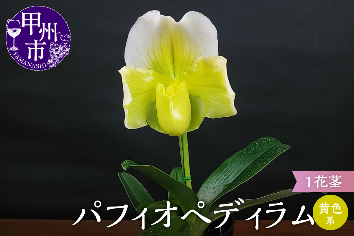 
            個性派洋蘭 「パフィオペディラム」 黄色 花芽～開花株 3.5号陶器鉢付 B-1124
          