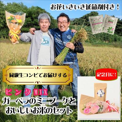 ふるさと納税 磐田市 11月発送!同級生コンビでお届け　ガーベラピンクブーケとおいしいお米のセット・お花長持ち栄養剤付き!