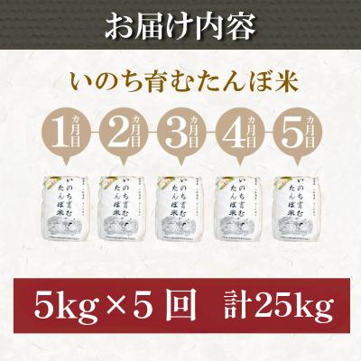 ふるさと納税 小松島市 【令和7年産】　玄米 定期便 5回 米 コシヒカリ 計25kg 5kg × 5回 お米 おこめ |  | 03