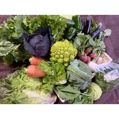 ふるさと納税 吉野ヶ里町 バーニャカウダ向き野菜セット(ソース付き)16品