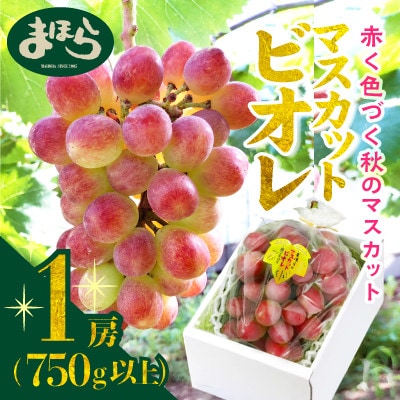 【2025年度発送分】早起き農家の直送便　上出来マスカットビオレ1房【配送不可地域：離島・北海道・沖縄県】