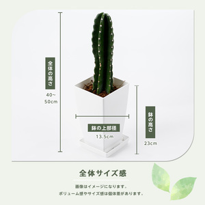 3月上旬～発送【観葉植物】ブルーサボテン40cm～50cmプラスチック鉢(Green Base/014-1475) 南国鹿児島県で育った 観葉植物！植物 鉢付 インテリア 室内 オフィス おしゃれ プ