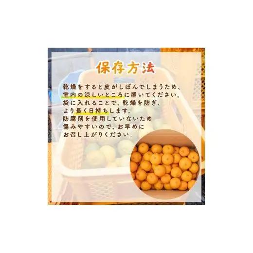 【先行予約】 【早期受付】 ぽんかん 10kg 訳あり 2027年2月より順次発送 須崎市