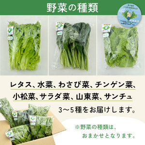 【定期便2回】【水耕栽培】野菜 詰め合わせ 合計 5袋 ( レタス チンゲン菜 小松菜 山東菜 水菜 わさび菜 ） 3 ～ 5 種類