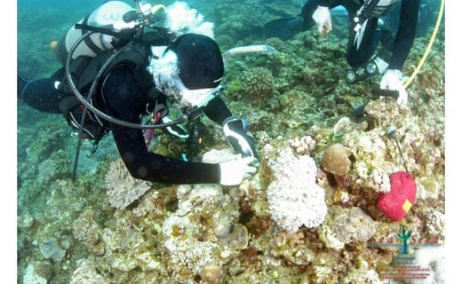 
【SeaSeed】養殖サンゴ　85株の移植放流
