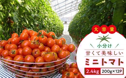 
            【11月中旬頃～発送】ミニトマト 大容量 2.4kg 小分け 200g×12パック
          
