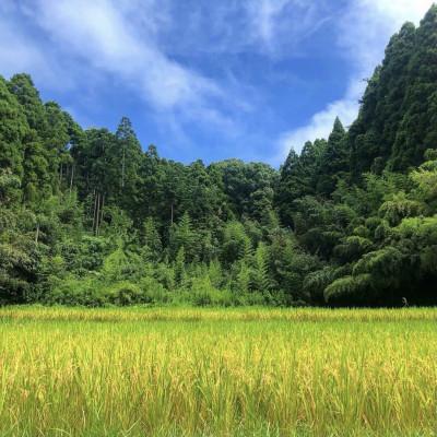 ふるさと納税 大網白里市 【令和7年産】2年連続特A評価!　千葉県産コシヒカリ10kg (5kg×2袋) |  | 03