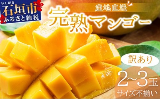 ＜先行予約＞【訳あり】マンゴー サイズ不揃い 2～3玉 (約1kg) ＜2026年7月上旬から発送＞ 訳あり品 マンゴー KP-26