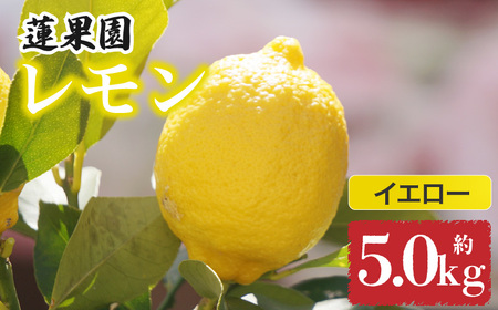 【先行予約】 【イエローレモン】 【 2026年1月上旬から発送】 約5kg 防腐剤 ワックス 不使用｜ 訳あり レモン 檸檬 完熟 柑橘 酸味 国産 愛媛県産 訳あり 新鮮 愛媛 松山【RNK021_y】