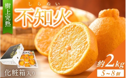 
                  【贈答用化粧箱入】 不知火 樹上完熟 約2kg （5～8個入）※2027年2月下旬頃から3月下旬頃に順次発送【KG10】【kgr014】
                