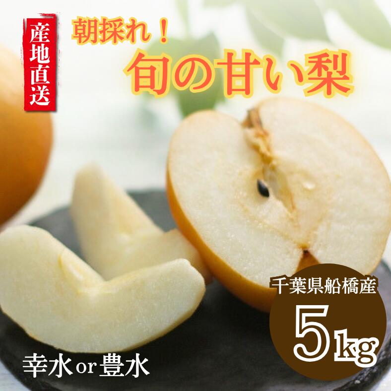 【ふるさと納税】先行予約 梨 なし 船橋のなし 幸水 豊水 5kg おすすめ 千葉県 2025年発送 桜井農園