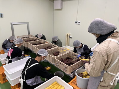 生芋　20kg　S～Lサイズ混合　2箱 いも長 | さつまいも いも 生いも 紅はるか 国産 ※着日指定不可 ※離島への配送不可 ※2024年1月中旬頃より順次発送予定