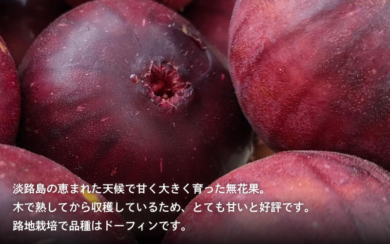 
【先行予約/数量限定】淡路島産 無花果4パック(約1.6kg) 【2025年8月下旬より順次発送】 いちじくイチジク / フルーツ 果物 果実
