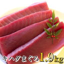 【ふるさと納税】 訳あり マグロ 赤身 1.9kg キハダマグロ 刺身 漬けまぐろ ステーキ 冷凍 家庭用 高知県 須崎市