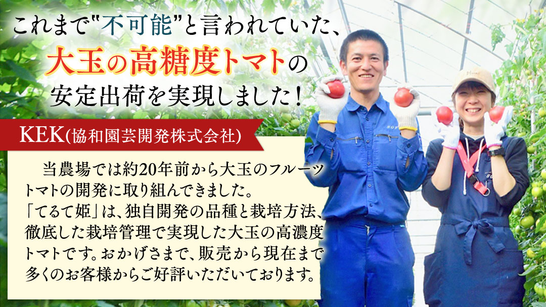 糖度9度以上 トマト スーパーフルーツトマト てるて姫 大箱 約2.6kg × 1箱 【20〜35玉/1箱】 フルーツトマト ブランドトマト とまと てるて姫 野菜 人気 金賞 受賞 ギフト 贈答 茨