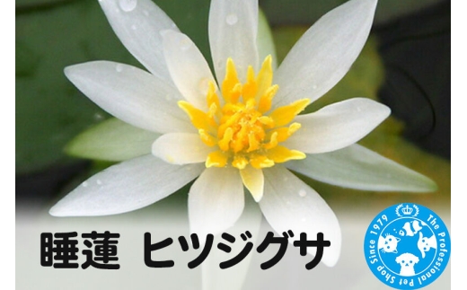 睡蓮 ヒツジグサ×1ポット [株式会社チャーム charm 栽培 ビオトープ 温帯性スイレン 未草 ヒメスイレン 水辺植物 姫スイレン 植物 植物生体 ガーデニング生体 浮葉植物]