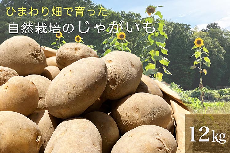 ひまわり畑で育った自然栽培のじゃがいも 12kg 京都府・亀岡産 かたもとオーガニックファームよりお届け ｜ 訳あり じゃがいも 芋 小さめ サイズ小 野菜 産地直送 ※離島への配送不可