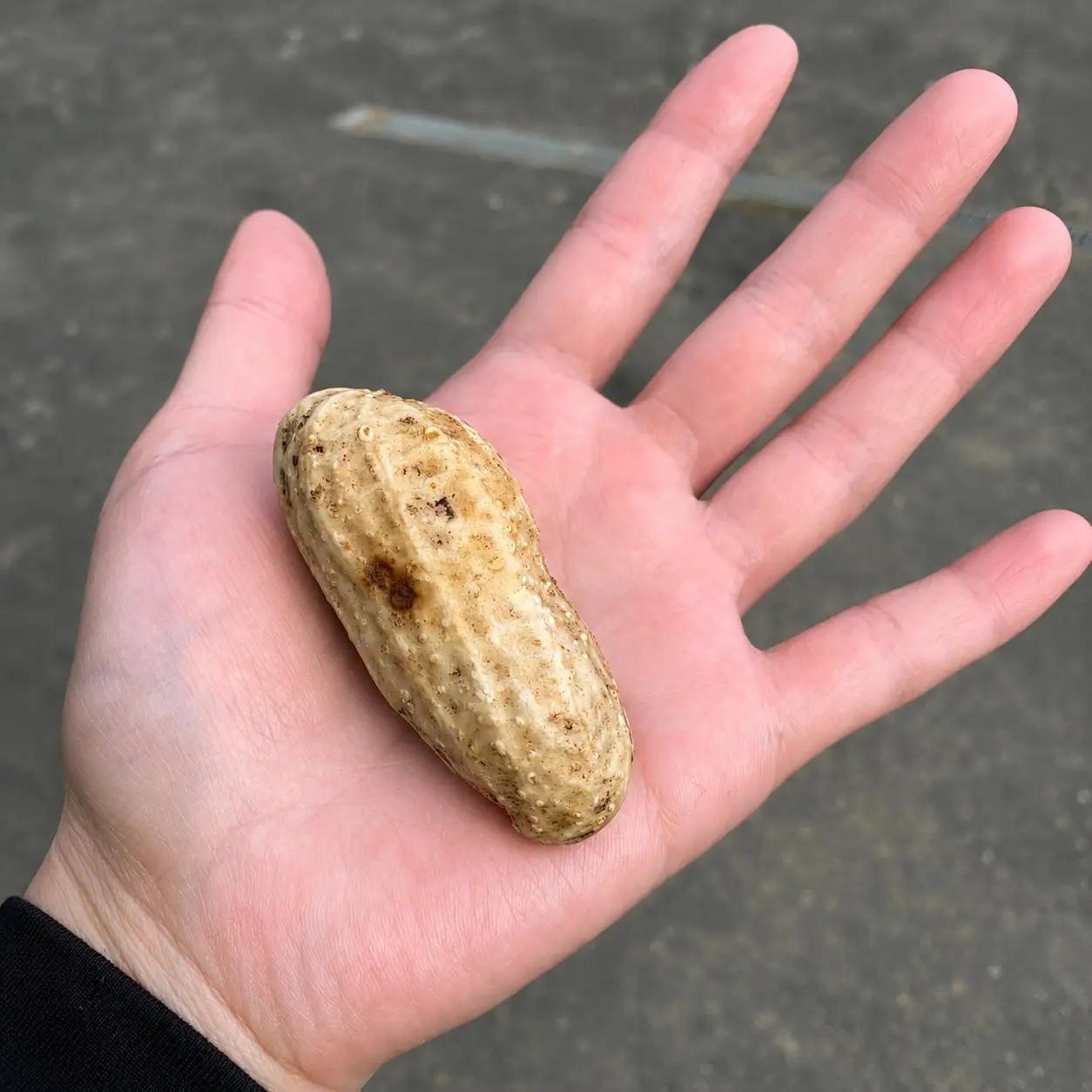 【9月下旬～10月下旬発送】 平泉町産 生落花生 おおまさり ゆで落花生用 1kg /  落花生 ピーナッツ ナッツ おつまみ おやつ 【配送不可地域：九州／沖縄県／離島】【ipo002】