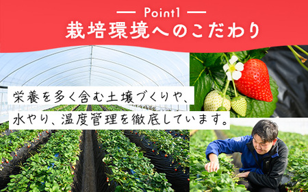 いちご（とちあいか） 290g×6パック 1.74kg以上｜先行予約 数量限定 栃木県 果物 くだもの フルーツ 苺 イチゴ ※2025年11月下旬～2026年3月下旬頃に順次発送予定