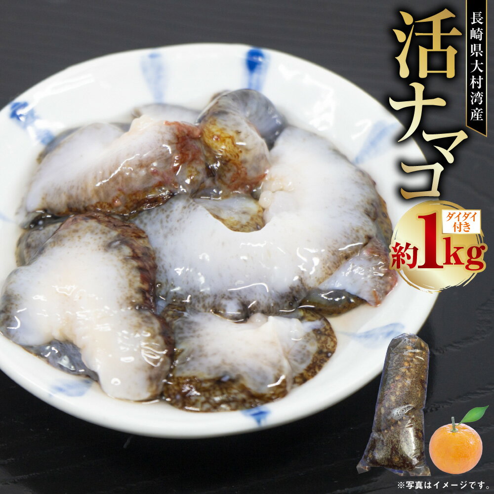 【ふるさと納税】長崎県産 大村湾 活ナマコ 約1kg ダイダイ付き なまこ ナマコ 大根 だいこん 冷蔵 魚介類 水産物 海産物 国産 長崎県 長崎市 送料無料 【2025年12月上旬～2026年1月下旬迄発送予定】