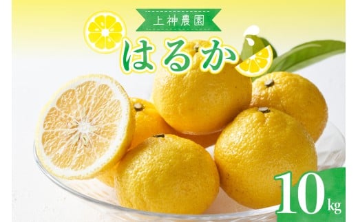 【2026年2月下旬～発送】上神農園のはるか 約10kg ku011-012-25