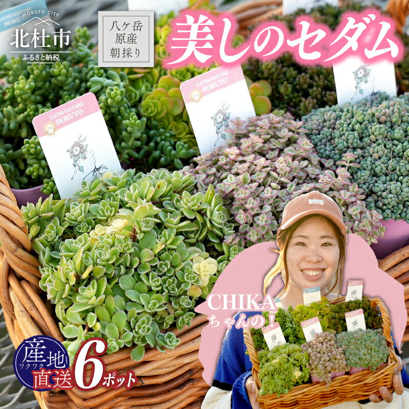 【ふるさと納税】 多肉植物 植物 セダム 6ポット お任せ アソート 苗 産地直送 八ヶ岳原産 専用BOX 山梨県 北杜市 送料無料
