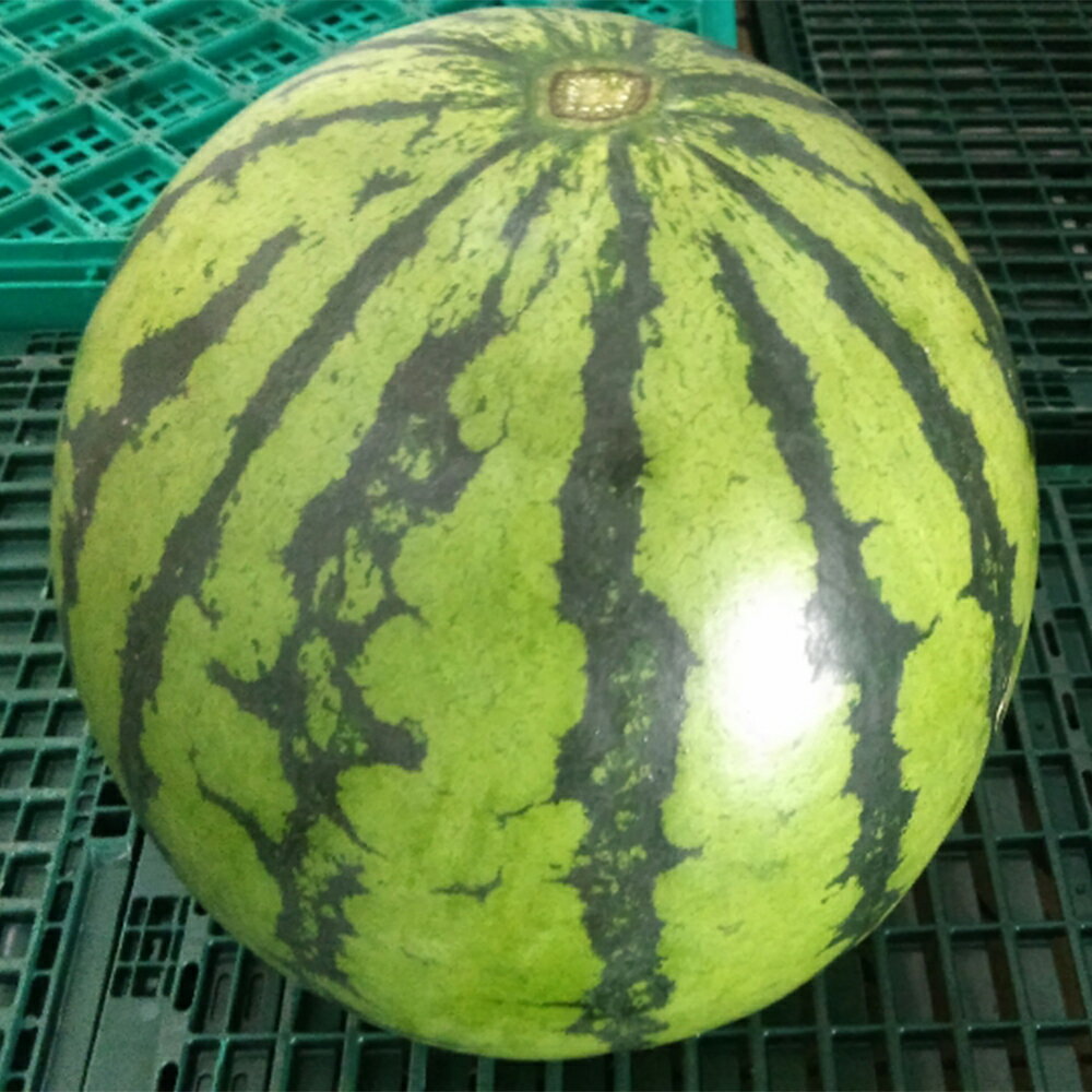 【ふるさと納税】大玉すいか 1玉 約8kg 品種おまかせ ランダム すいか 西瓜 フルーツ 果物 益城すいか 熊本県産 益城町産 九州産 送料無料【2025年4月下旬～7月上旬に順次発送予定】