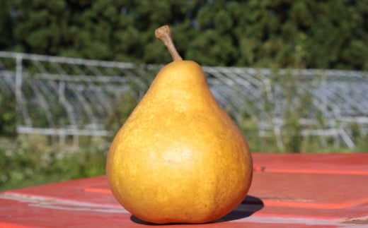 西洋梨（オーロラ）５ｋｇ　0011-2504