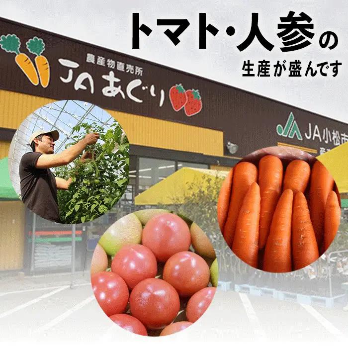 《野菜 定期便 12ヵ月 JA小松市（毎月）》季節 野菜 詰合せ 定期便 詰合せ  石川県 小松市 北陸 石川県 北陸