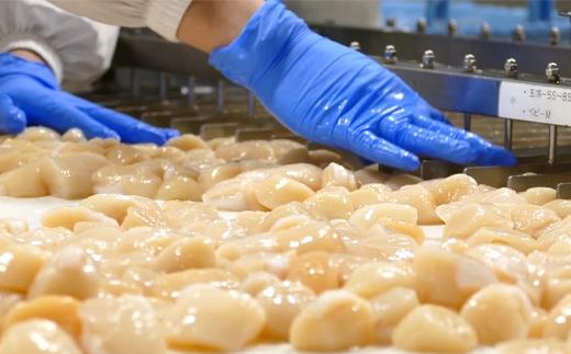 【ふぞろい品】オホーツク沙留産ホタテ玉冷1.5kg