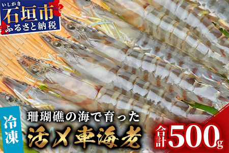 車えび500g【冷凍】25尾 ～ 33尾 沖縄県 石垣島 石垣市 クルマエビ くるまえび Sサイズ【嬉しい真空パック】BE-5