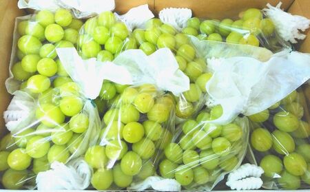 2025年発送 先行予約 贈答用 シャインマスカット約4kg 9～13房 果物 ぶどう フルーツ デザート おやつ 長野県産 信州の葡萄 贈り物 プレゼント