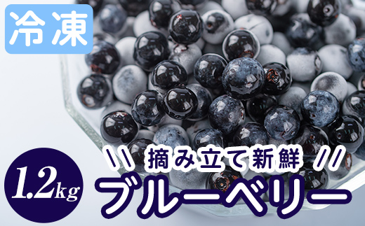 A-050 霧島市産ブルーベリー1.2kg(冷凍)【霧島農産加エグループふきのとう】霧島市 ブルーベリー 冷凍 新鮮 フルーツ