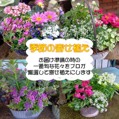 ふるさと納税 大村市 【発送月固定定期便】おまかせ季節の寄せ植えプランター全4回