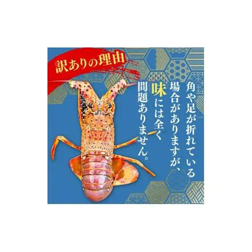 【 伊勢海老 】 伊勢海老700g以上